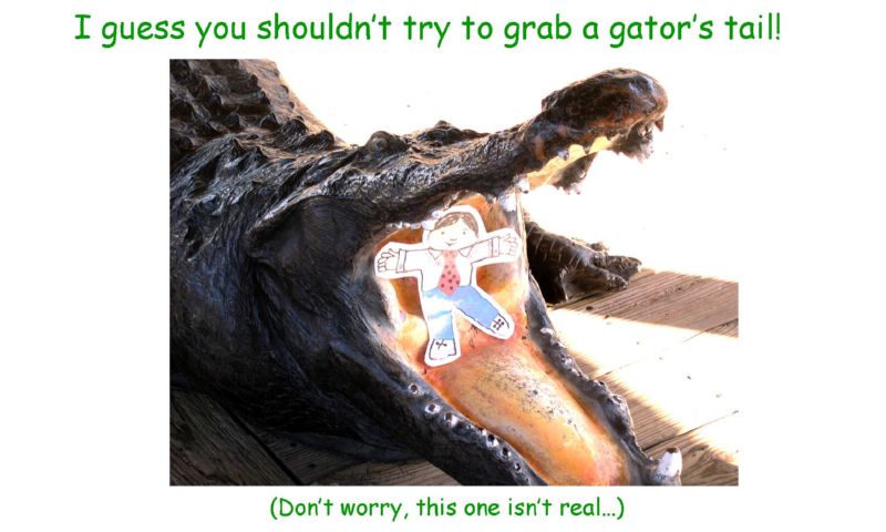 gator.jpg